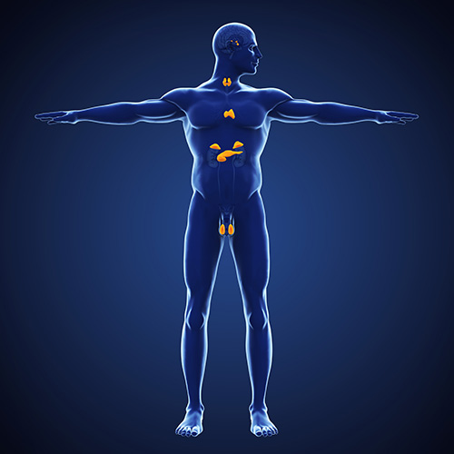 What are the types of Endocrine System Diseases our Surgeons Treat Kitsap County